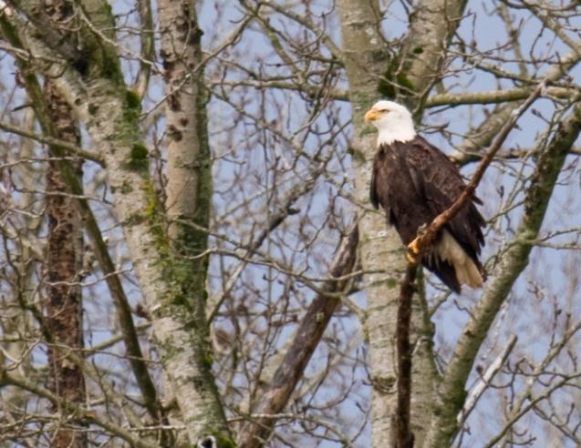 Eagle in Tree