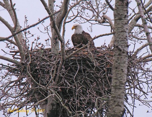 Eagle in Nest