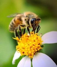 Bee