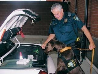 Baylee Checking Out a Car
